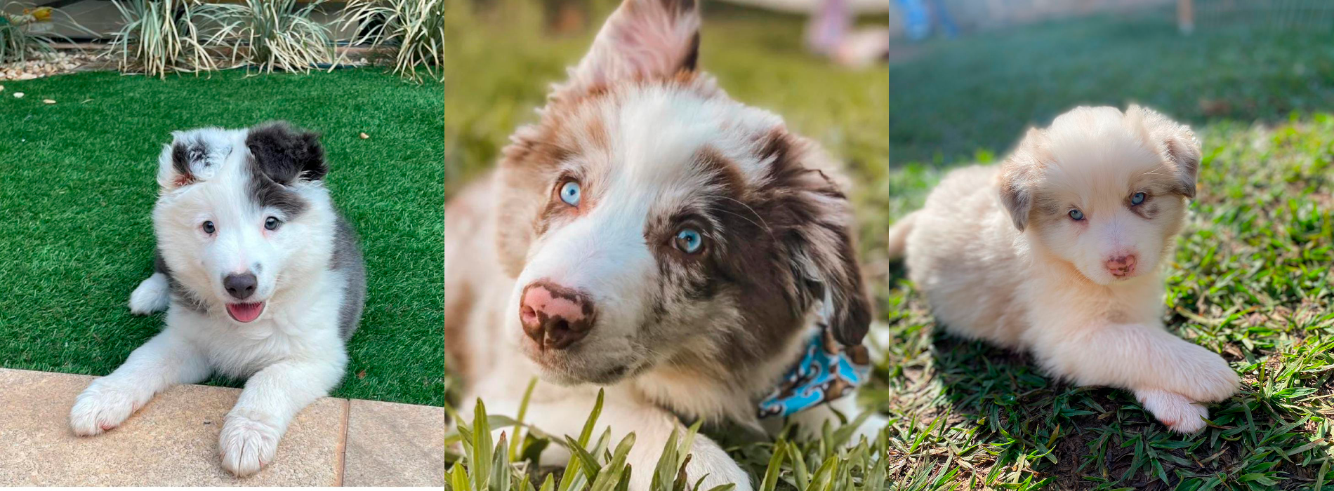 Border Collie: conheça tudo sobre a raça