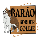 Barão Border Collie